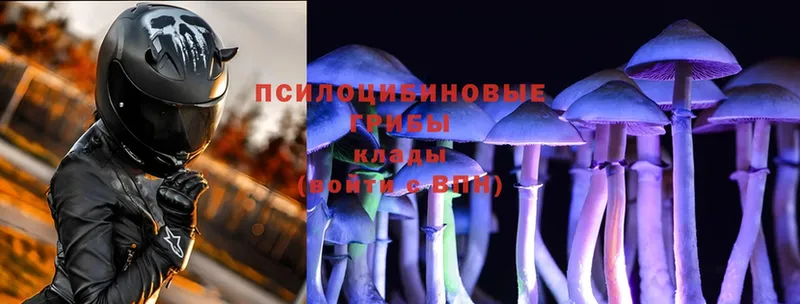 Псилоцибиновые грибы Psilocybe  где купить наркоту  Рыбинск 